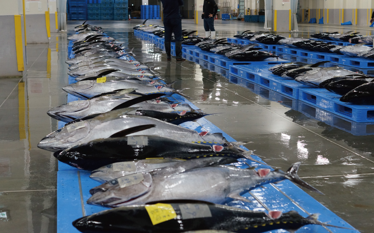 沖縄県産マグロ