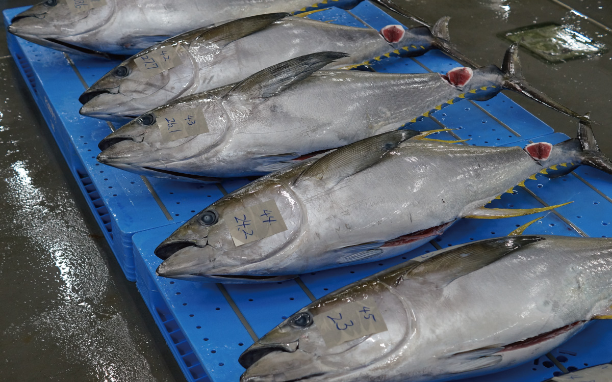 沖縄県産マグロとは