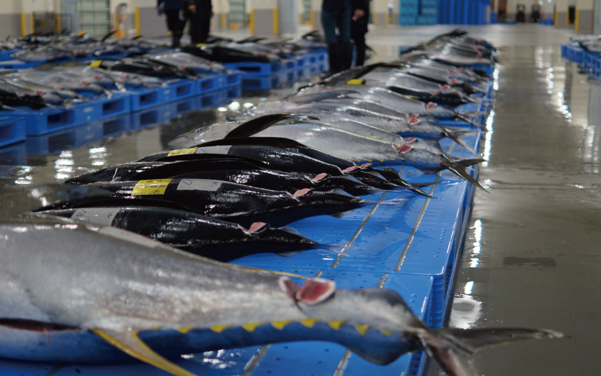 沖縄県産マグロ