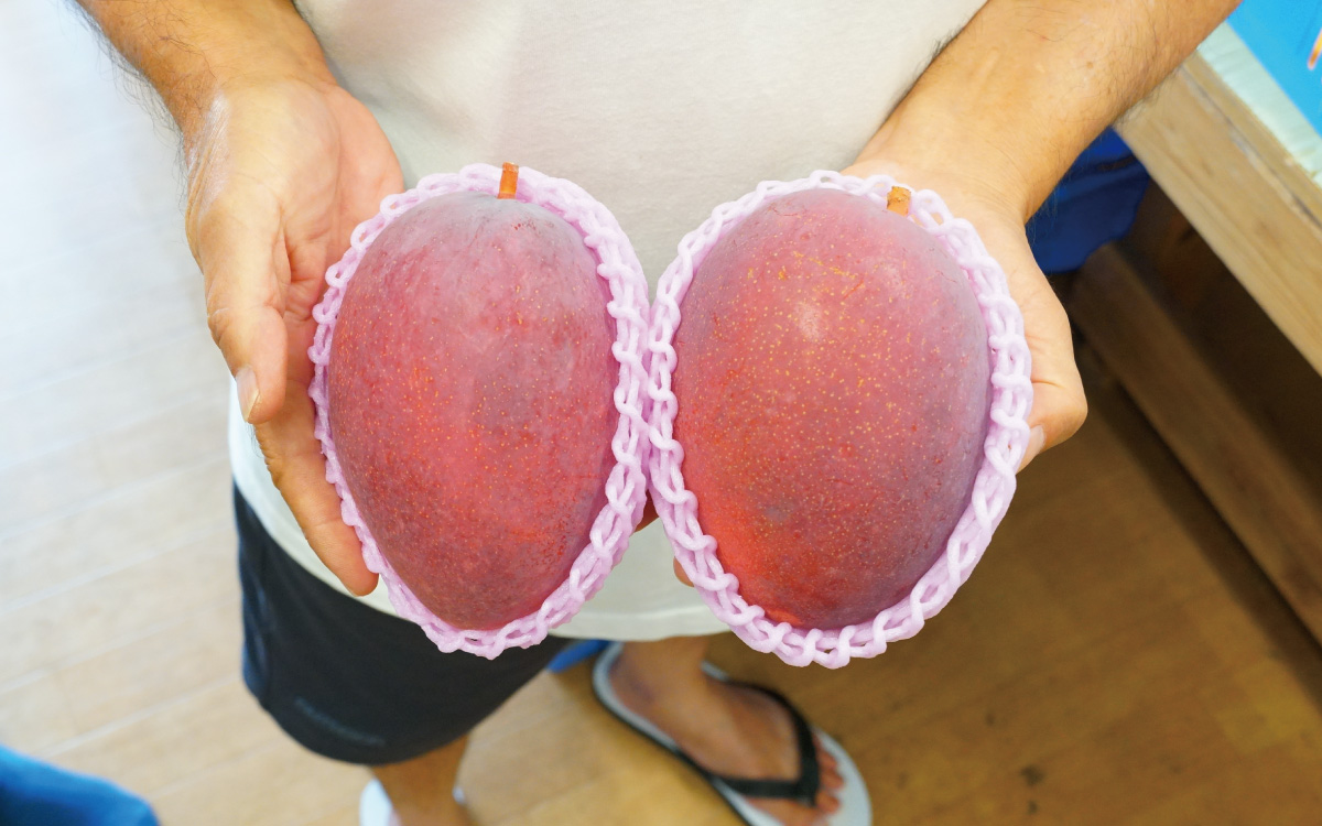 沖縄県産マンゴーとは