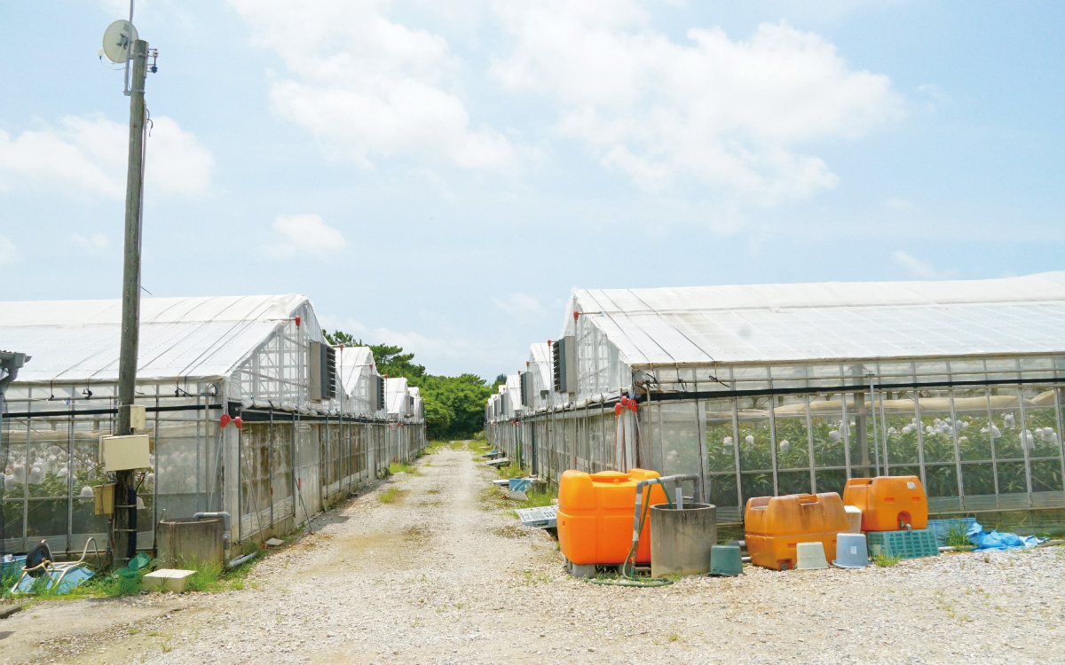 沖縄県産マンゴーとは