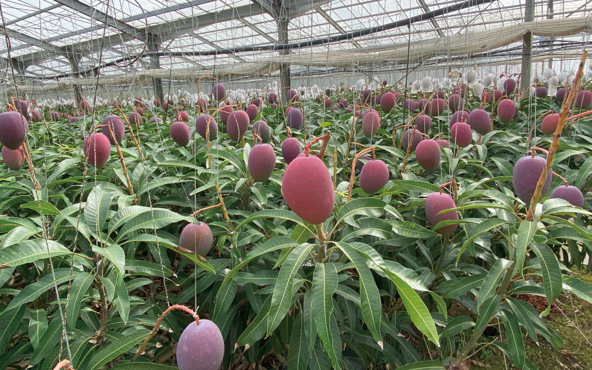 沖縄県産マンゴーとは