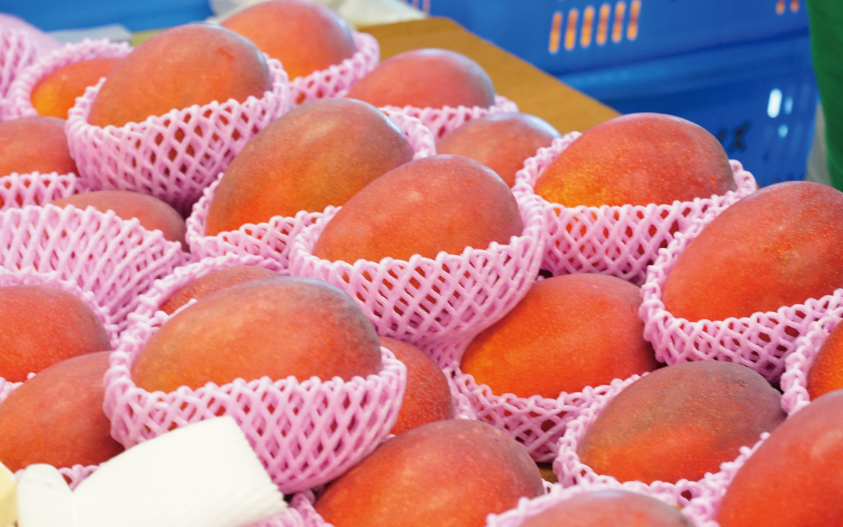 沖縄県産マンゴーとは