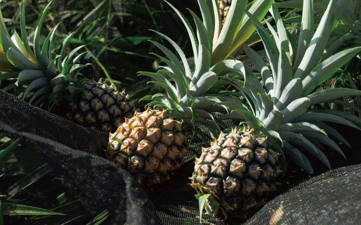 沖縄県産パインとは