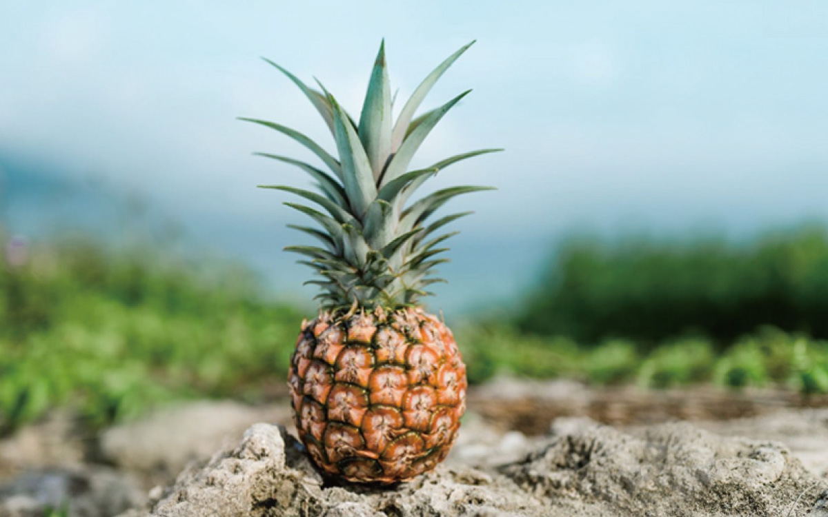 沖縄県産パイン